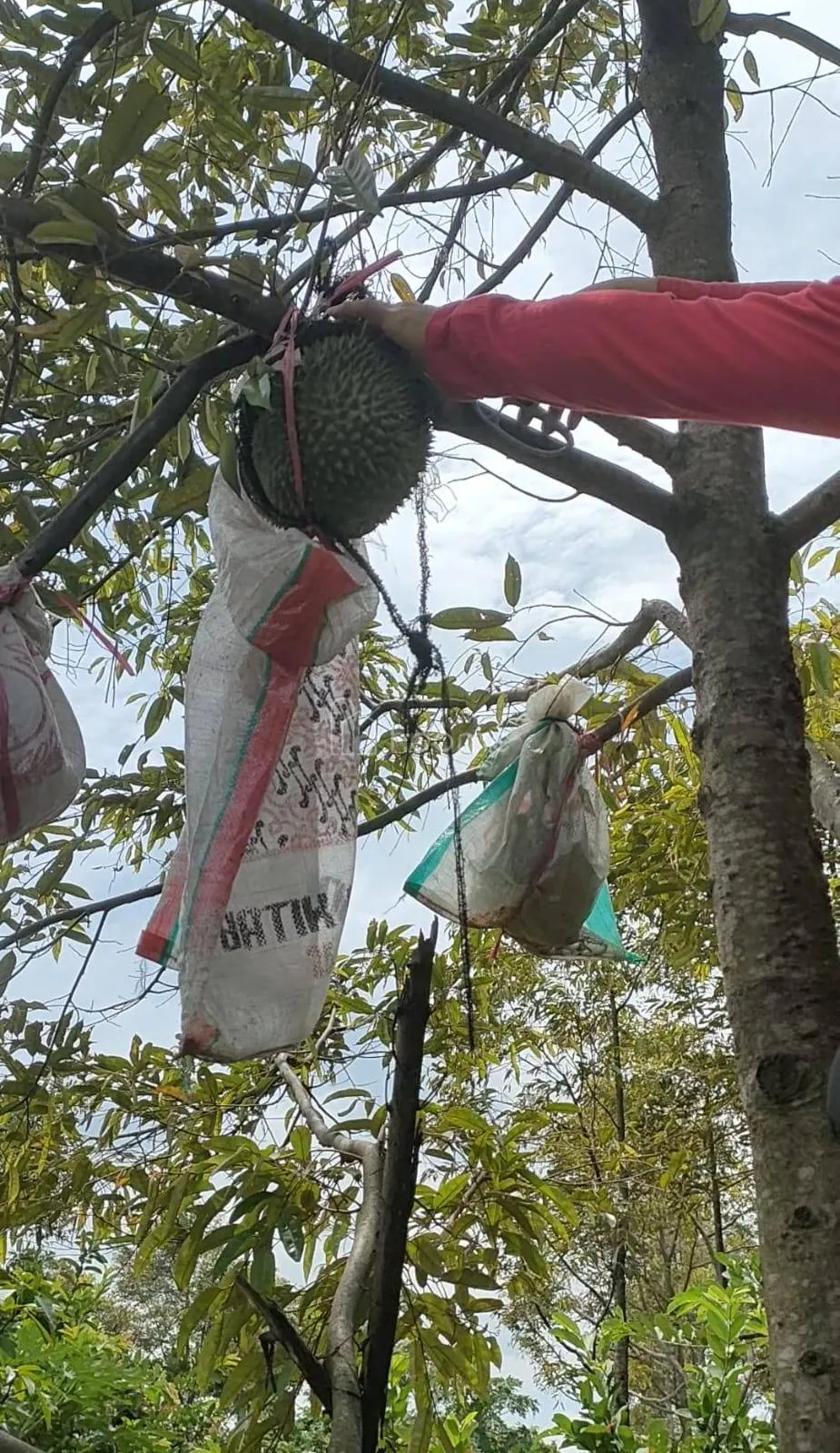 Dijual Tanah DiJUAL KEBUN DURIAN Duri Hitam-AJB — foto 3 dari 4