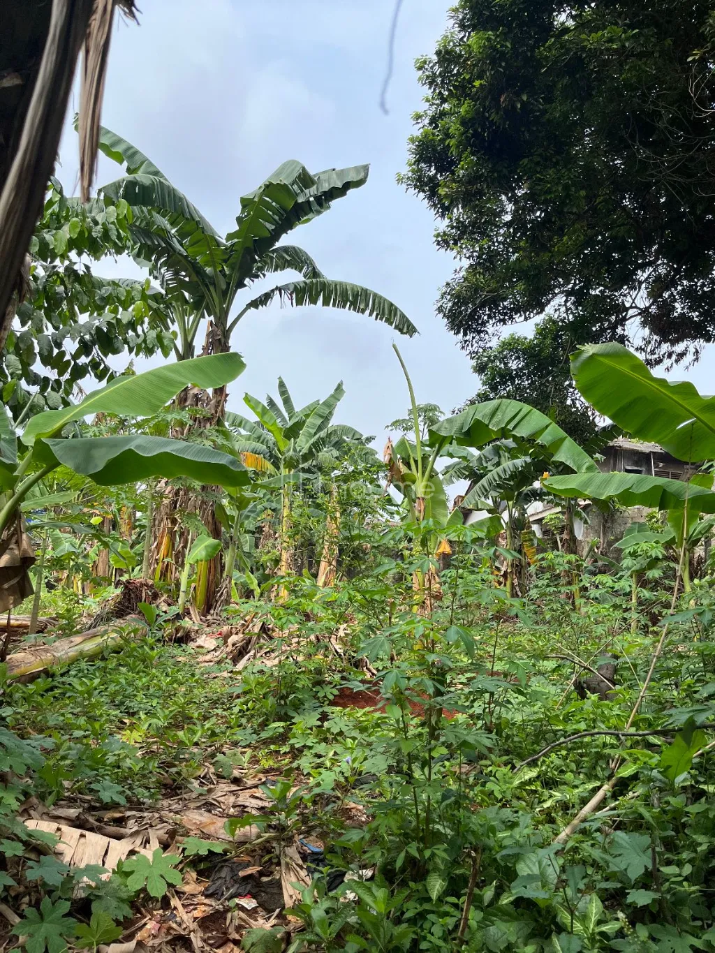 Dijual Tanah Dijual Tanah Murah Beji Depok Dekat UI — foto 4 dari 4