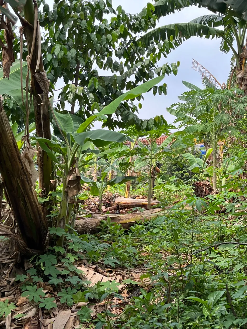 Dijual Tanah Dijual Tanah Murah Beji Depok Dekat UI — foto 3 dari 4