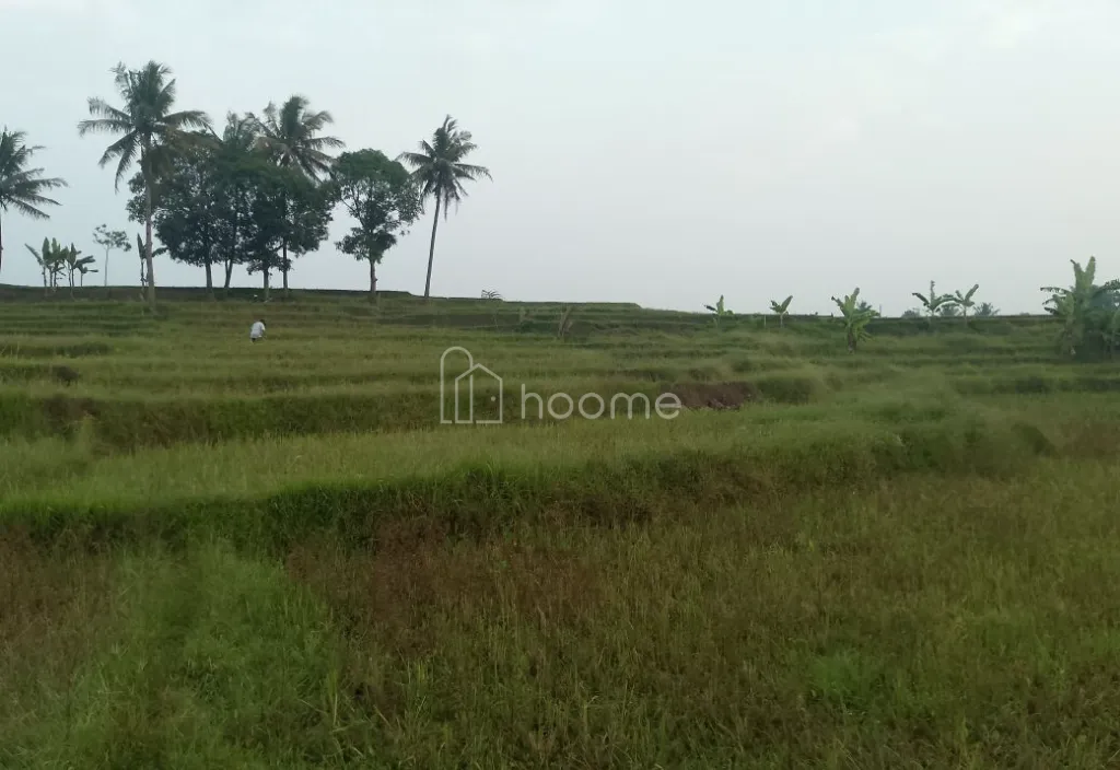 Dijual Tanah Dijual sawah produktif air melimpah  — foto 3 dari 3
