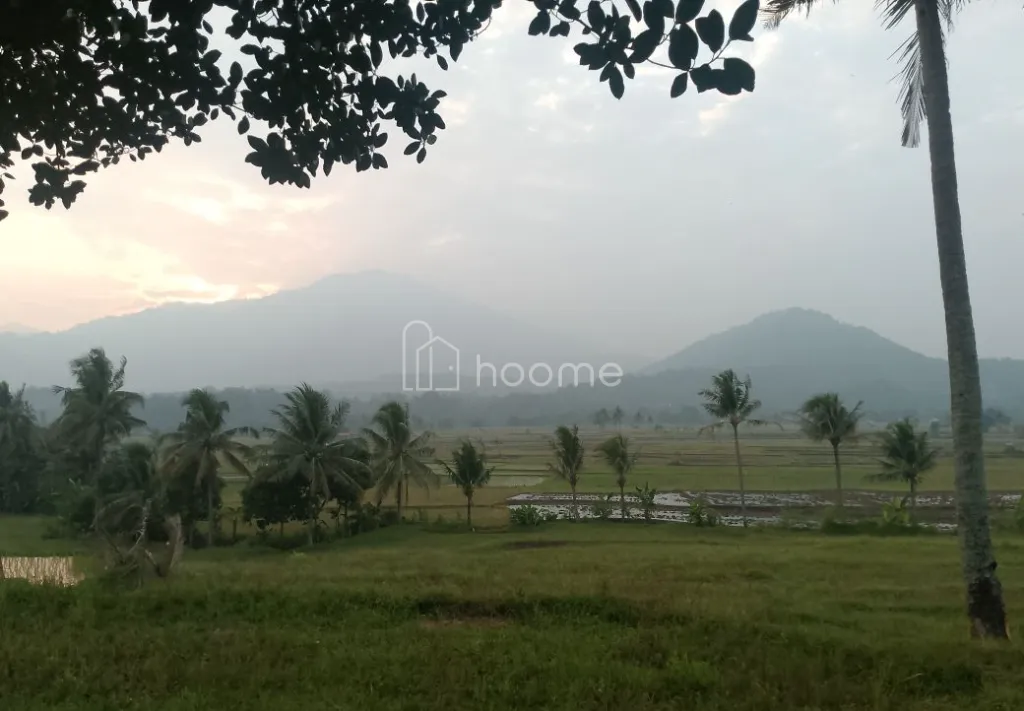 Dijual Tanah Dijual sawah produktif air melimpah  — foto 1 dari 3