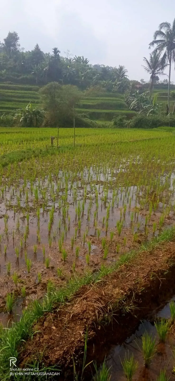 Dijual Tanah Dijual tanah sawah produktif SHM harga NEGO banget — foto 4 dari 4