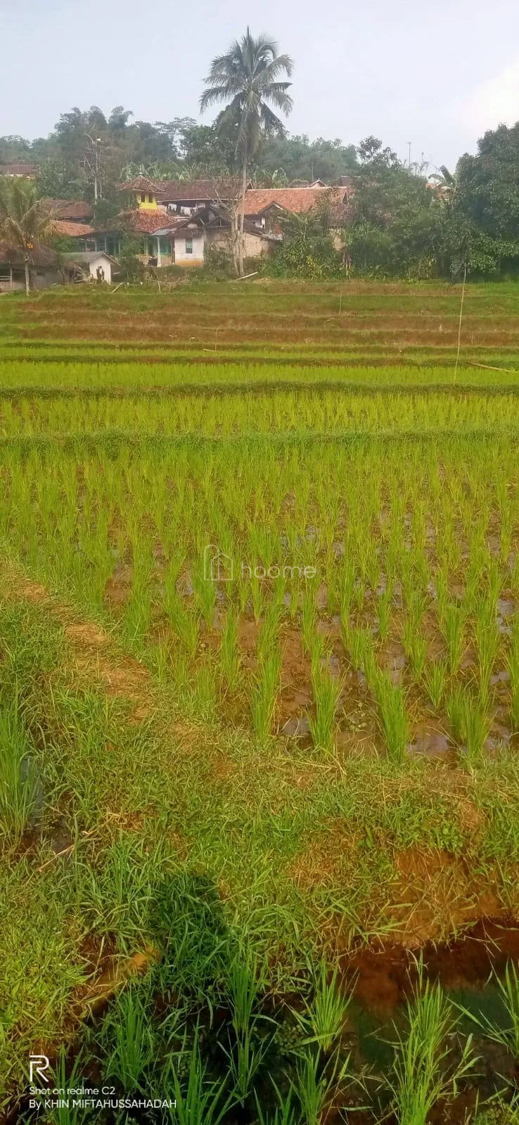 Dijual Tanah Dijual tanah sawah produktif SHM harga NEGO banget — foto 1 dari 4