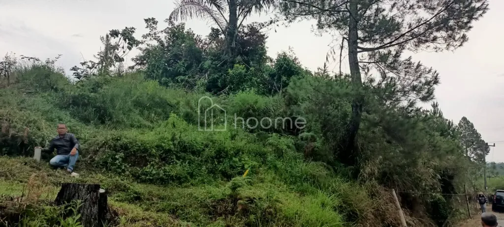 Dijual Tanah DIJUAL TANAH DAERAH ARITONANG SIBORONGBORONG — foto 3 dari 4