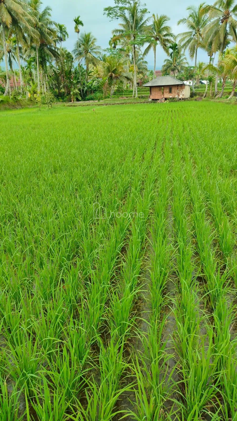 Dijual Tanah "Dijual sawah dekat dengan irigasi" — foto 3 dari 4
