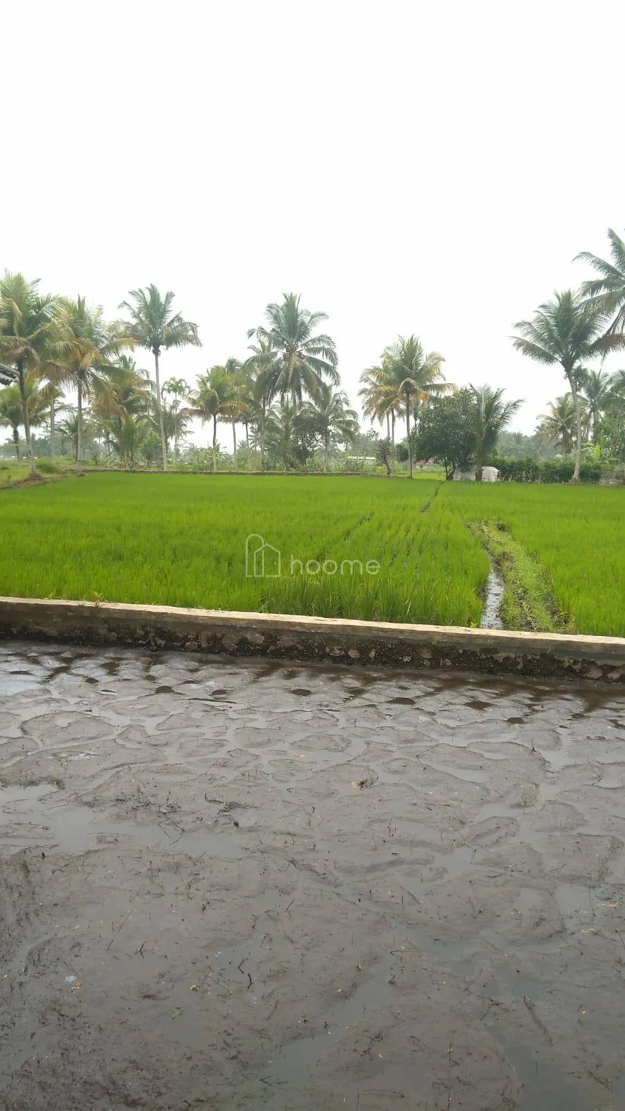 Dijual Tanah "Dijual sawah dekat dengan irigasi" — foto 1 dari 4