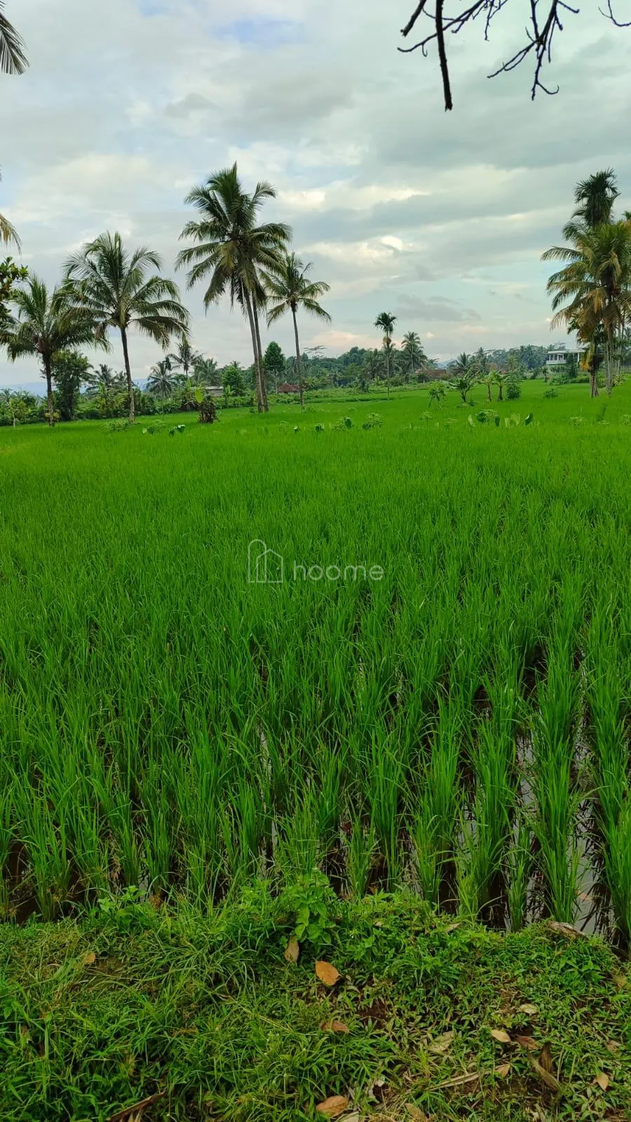 Dijual Tanah "Dijual sawah dekat dengan irigasi" — foto 4 dari 4
