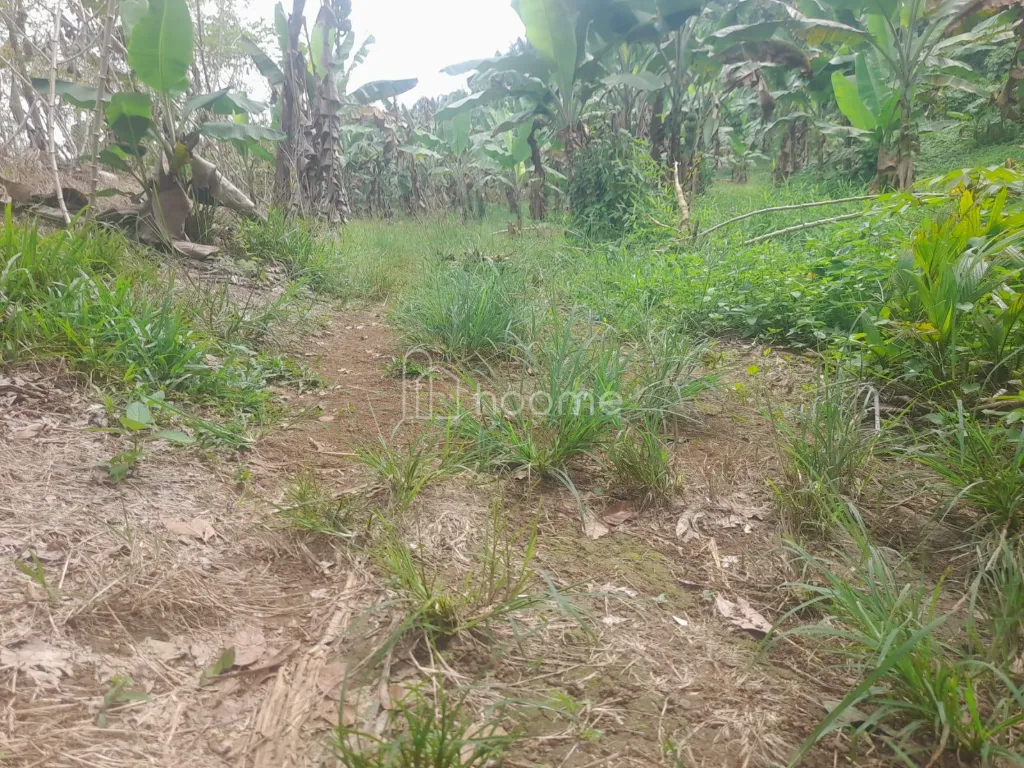 Dijual Tanah Dijual Tanah , Lokasi Strategis, di Kutalimbaru — foto 2 dari 4