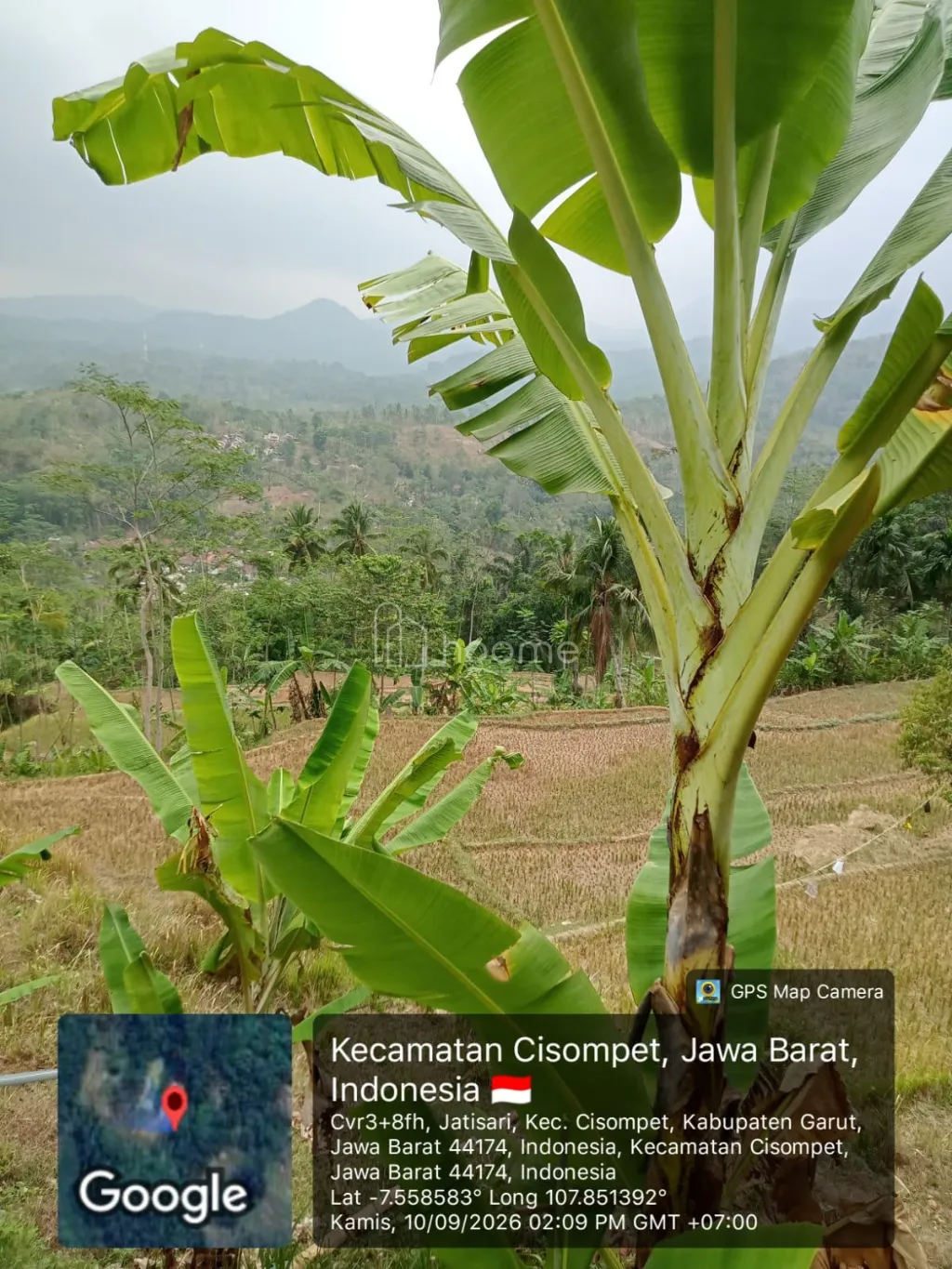 Dijual Tanah LAHAN ±0,97 HA | KEBUN PRODUKTIF | GIRIK — foto 3 dari 6