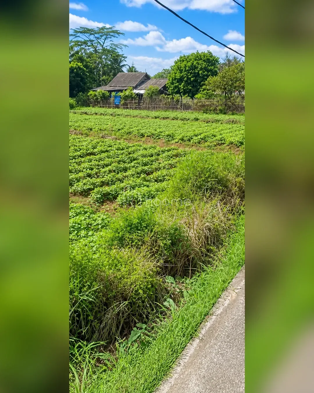 Dijual Tanah di Ciampea — foto 3 dari 4