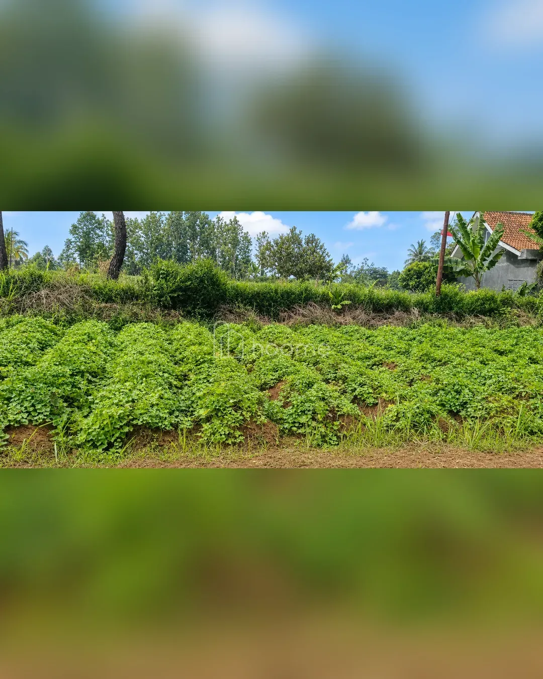 Dijual Tanah di Ciampea — foto 2 dari 4