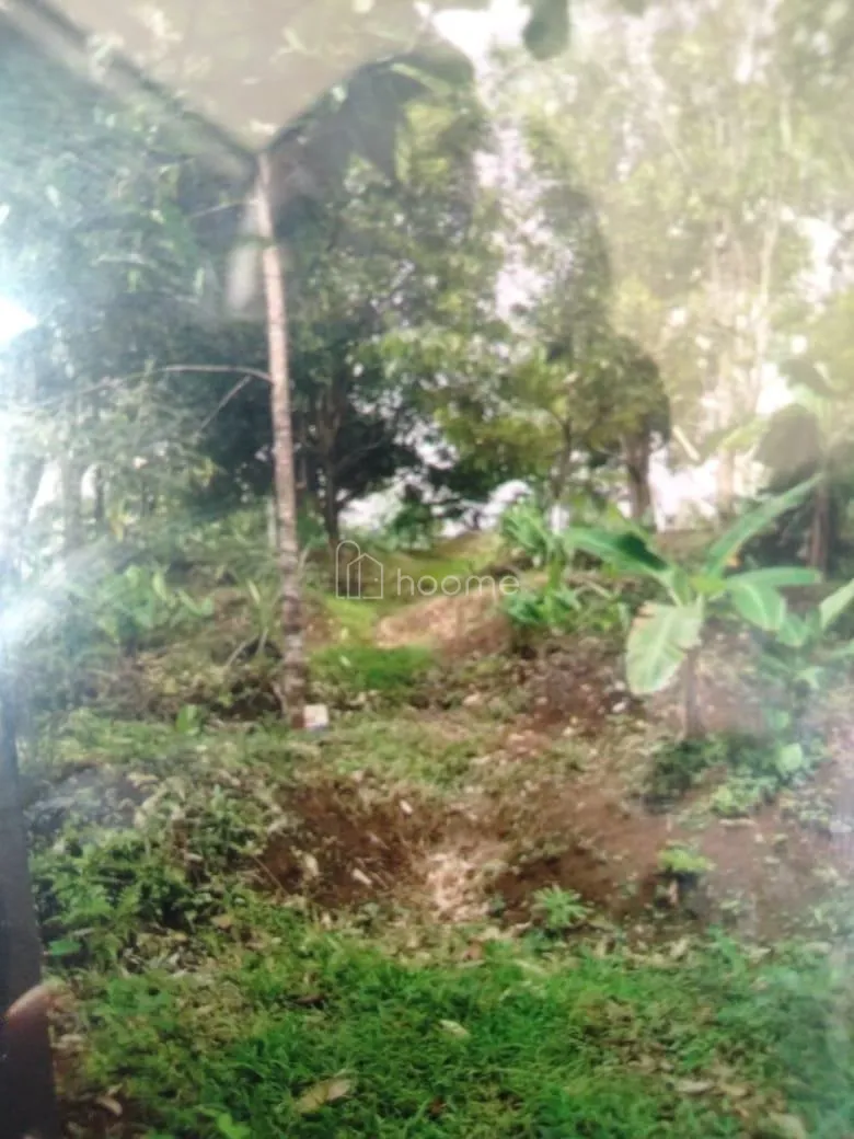 Dijual Tanah jual Tanah Kebun Produktif Duren ,Cengkeh kediri — foto 3 dari 5