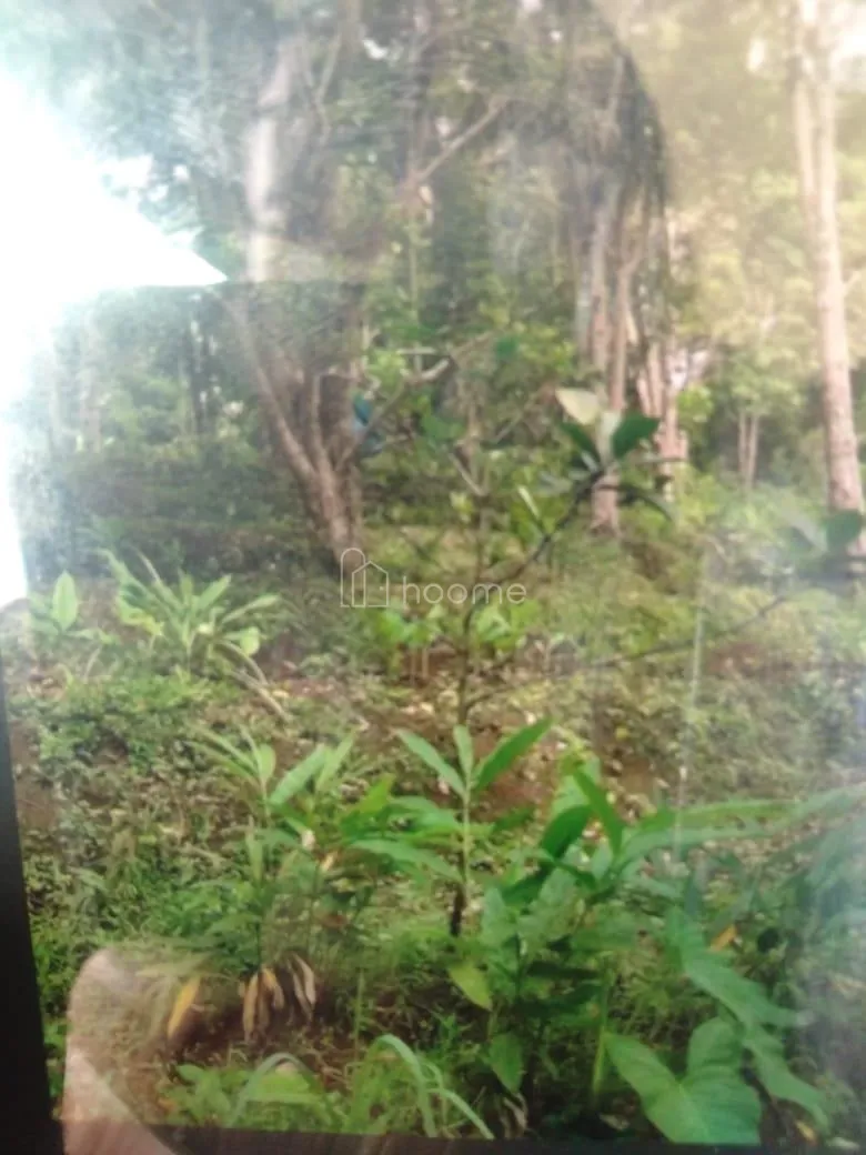 Dijual Tanah jual Tanah Kebun Produktif Duren ,Cengkeh  kediri
