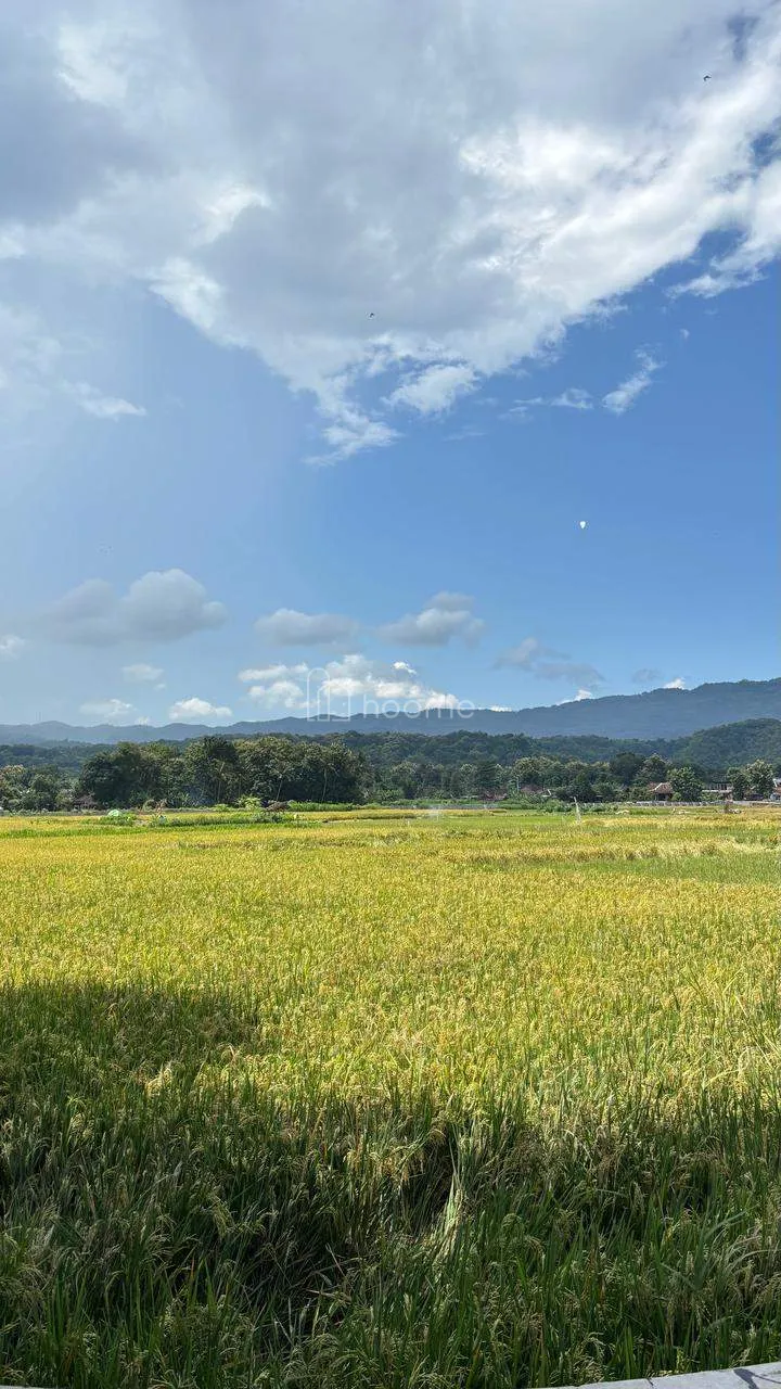 Dijual Tanah Dijual Tanah/Sawah Area Imogiri - Yogyakarta — foto 3 dari 4