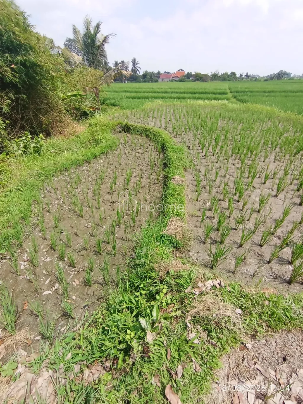 Dijual Tanah 1,97 Ha, di Gambiran - Banyuwangi, SHM