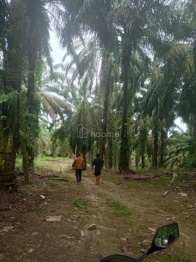 Dijual Tanah 92.304M² SHM KEBUN DI TALUN KENAS 081377470100 — foto 3 dari 7