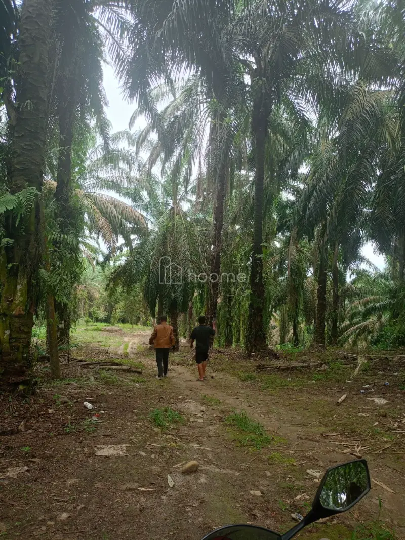Dijual Tanah SHM 92.304M² SAWIT DI TALUN KENAS 08131161141