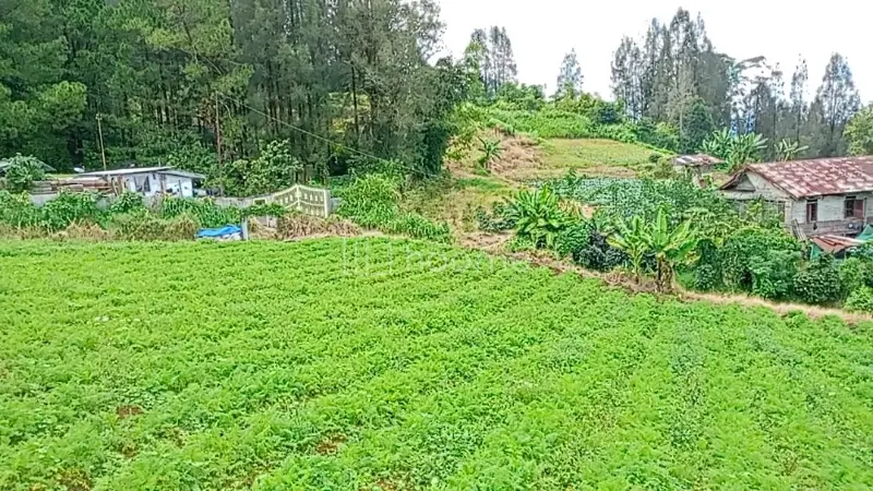 Dijual Tanah SHM 7.220M² DI BERASTAGI PECEREN 081264304189 — foto 3 dari 4