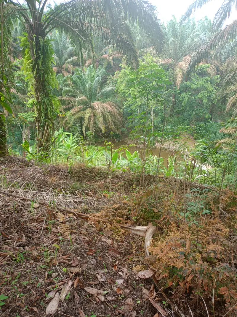Dijual Tanah SHM 92.304M² KEBUN DI TALUN KENAS 081264304189