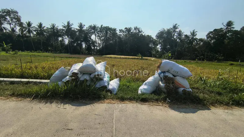 Dijual Tanah Tanah Sawah Potensial View Merapi di Sleman