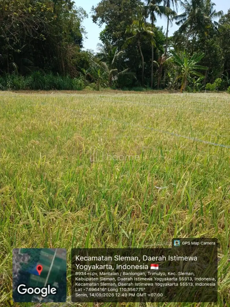 Dijual Tanah Tanah Sawah Potensial View Merapi di Sleman