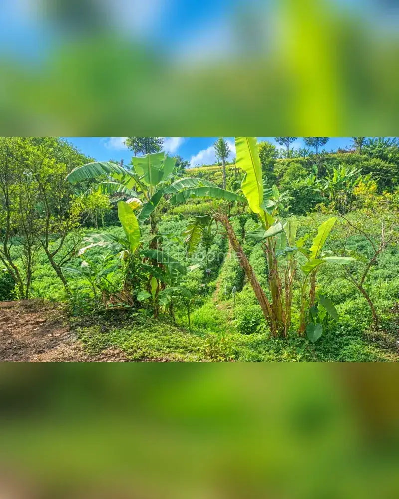 Dijual Tanah di Bayongbong