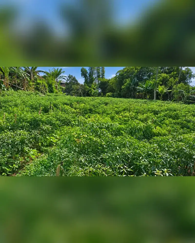 Dijual Tanah di Bayongbong