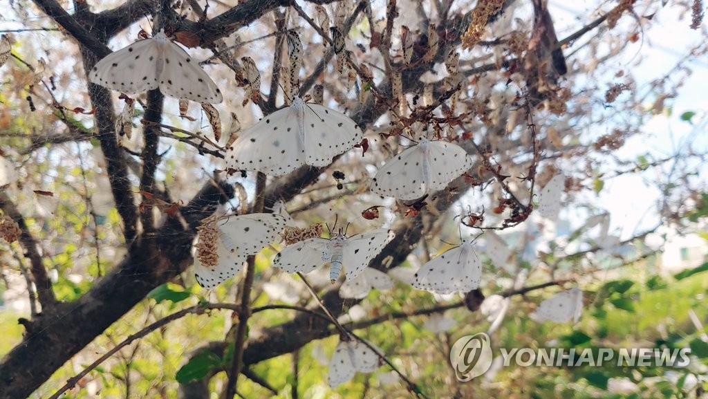 [전국레이더] 러브버그만 문제?…'찜통더위 속 불청객' 벌레와의 전쟁 | 연합뉴스