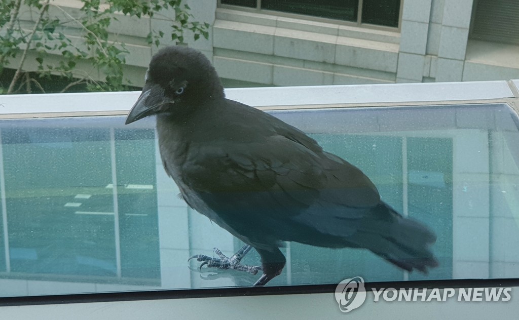 "불쌍해서" 까마귀 포획해 키운 40대 여성 벌금형 선고유예 | 연합뉴스