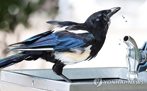 식을 줄 모르는 더위…경기지역 체감온도 36도 '펄펄' | 연합뉴스