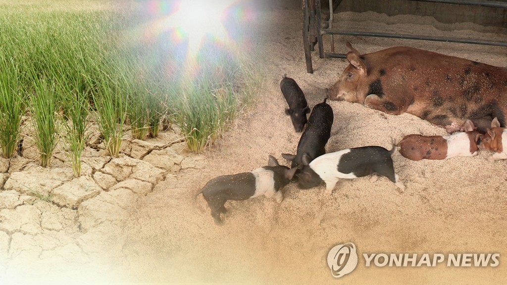 폭염에 주목받는 농어업재해보험…정부, 15일부터 할증 부담 완화 | 연합뉴스