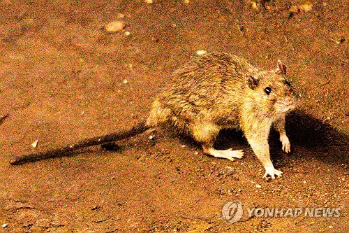 프랑스 경유한 관광객 한타바이러스 확진…스페인서 격리 | 연합뉴스