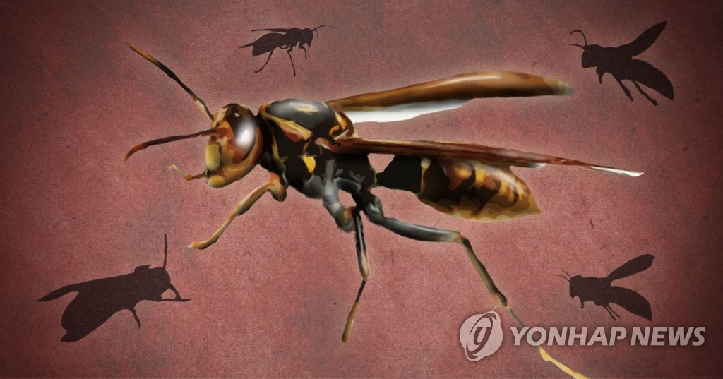 돌풍에 말벌도 놀랐나…보령 캠핑장서 일가족 등 7명 벌 쏘임 | 연합뉴스