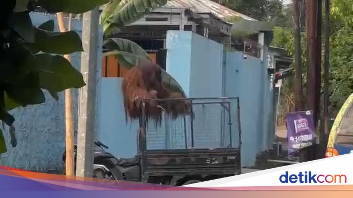 Kabur ke Jalan Raya, Orang Utan Solo Safari Lepas Pengaman Elektrik Sendiri