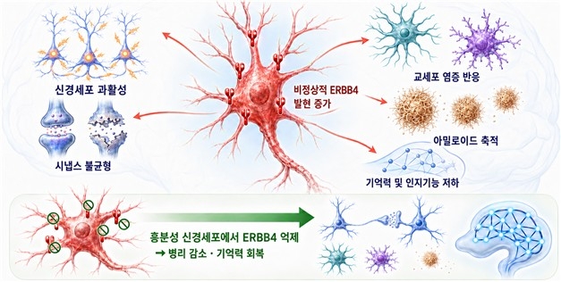 알츠하이머 악순환 키우는 핵심 인자 찾았다…새 치료 표적 기대 | 연합뉴스