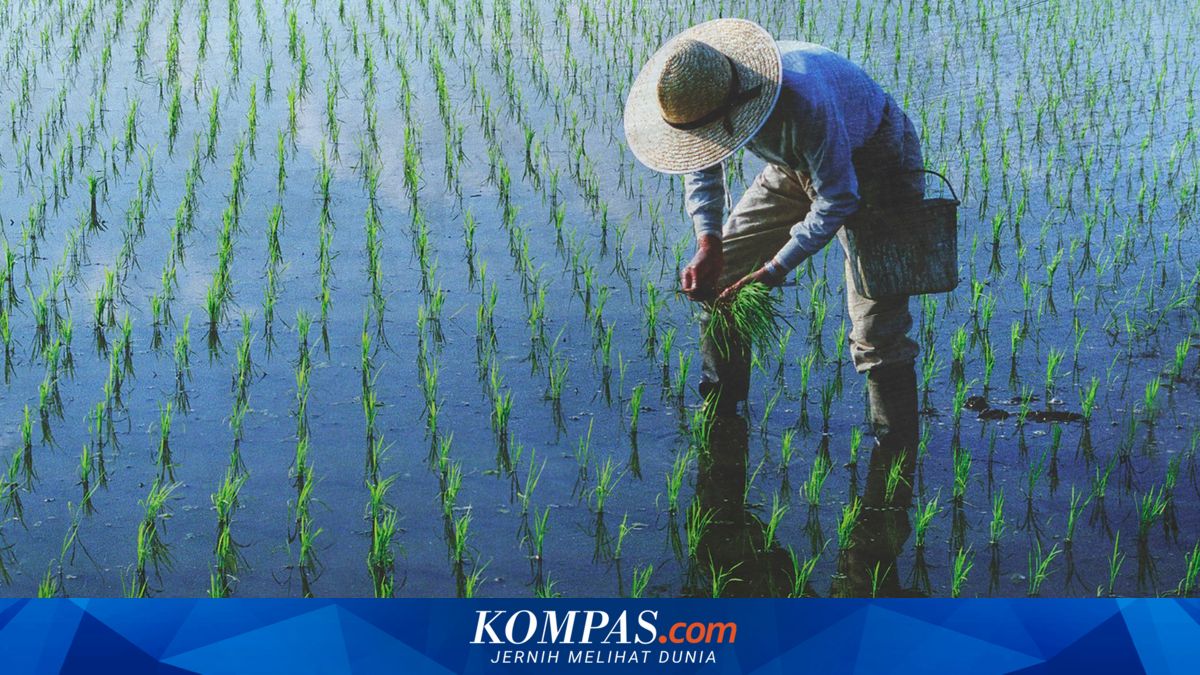 Gaji Rp 2,5 Miliar Ditinggal, Engineer Huawei Ini Pilih Bertani Jagung