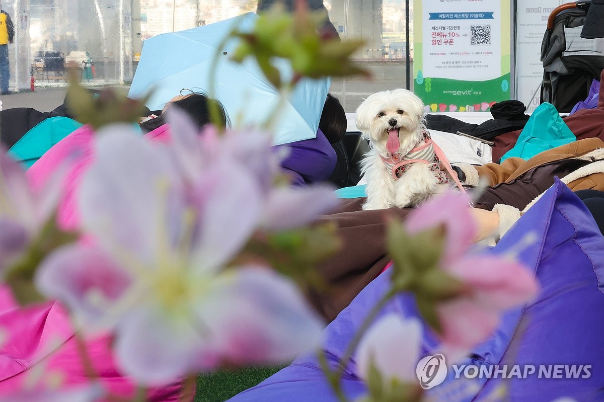 동물병원 피해구제 신청 급증…'검사 중 탈구' 등 진료과실 다수 | 연합뉴스