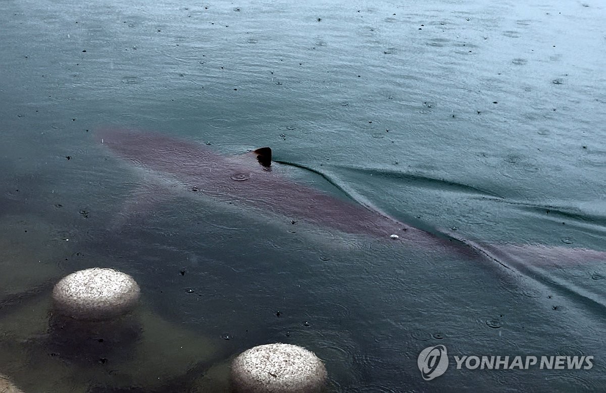 '상어 보려고' 8만3천명 부산 북항 찾아…연휴 사흘간 32만명 | 연합뉴스