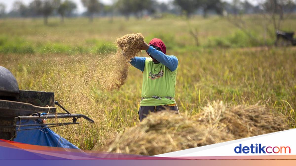 Produksi Beras Diprediksi Turun, Ini Datanya