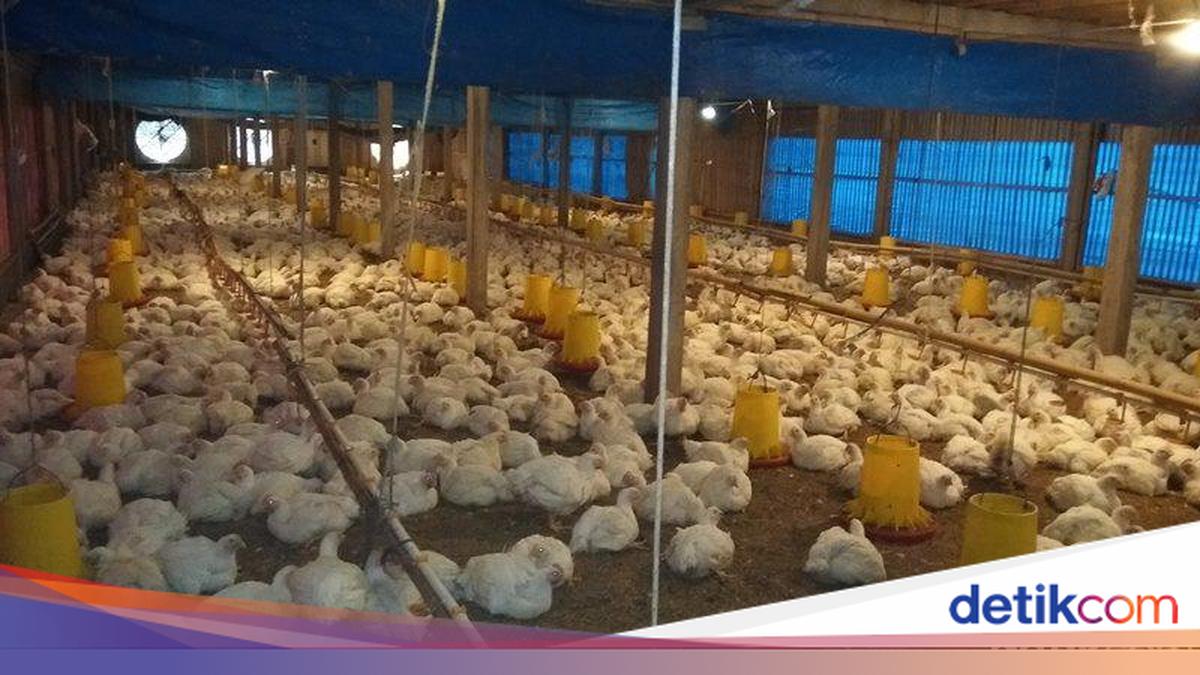 Terungkap Biang Kerok Harga Ayam Anjlok