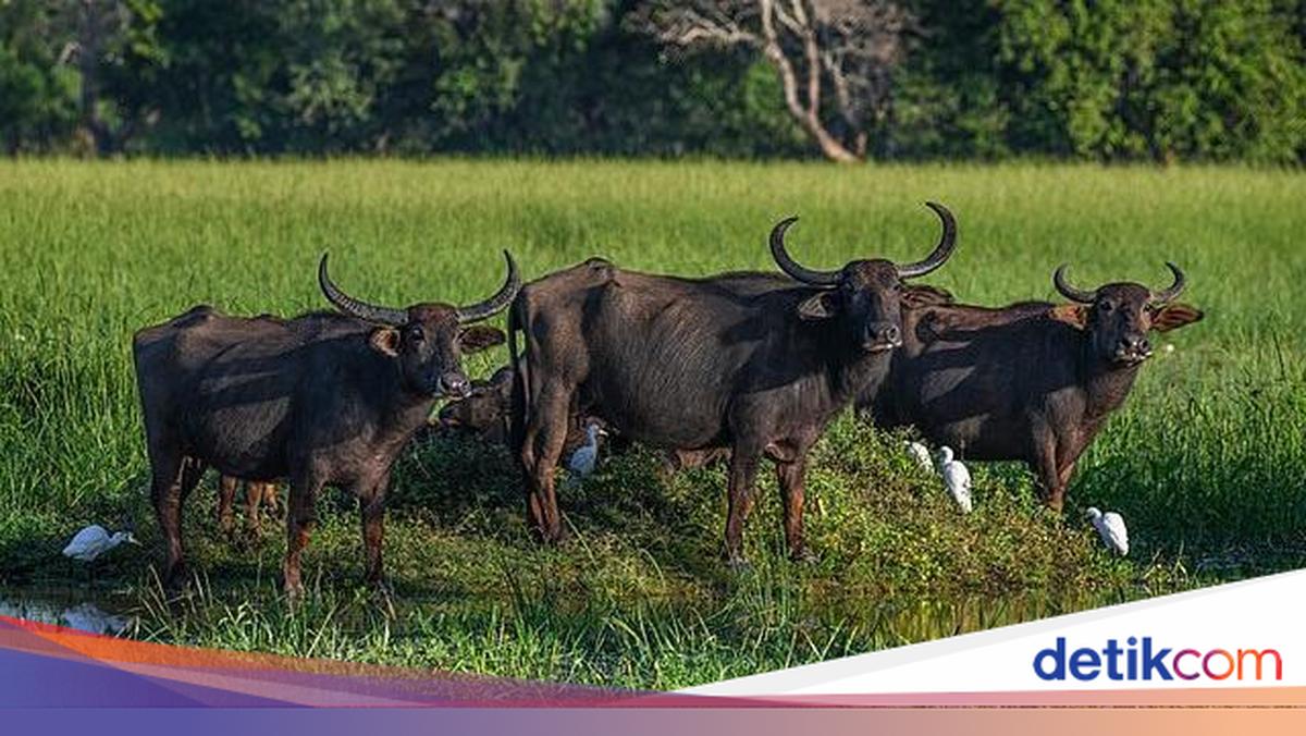 Harga Sapi Hidup Tinggi, RI Impor Kerbau Australia