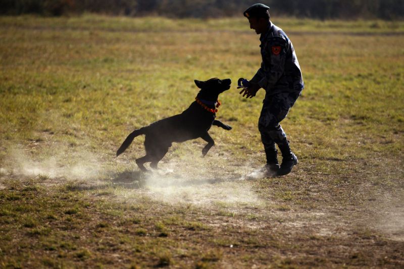 It's a dog's world Nepal celebrates their love for mutts through Tihar