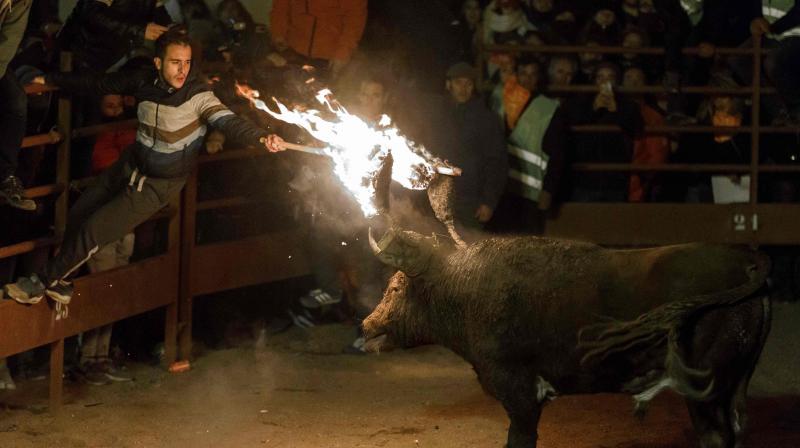 Revelers celebrate Toro de Jubilo in Spain