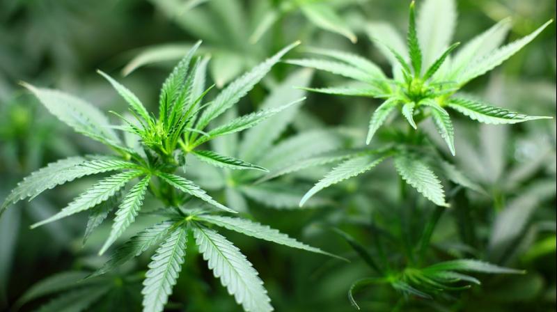 The compound called Epidiolex is the liquid-form of cannabidiol which has shown signs in the treatment of epilepsy in children. (Photo: Pixabay)