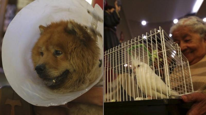 Brazilians get their pets blessed on Saint Francis Day