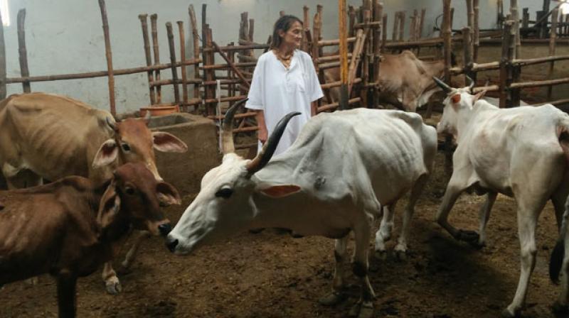 Fondly called Sudevi Mataji, she started her cowshed known as Surbhai Gauseva Niketan. (Photo: PTI)