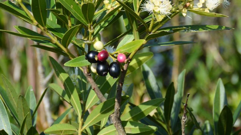 Stressing the need of futher study on medicinal value of this new plant of Jamun, Mr Sarma said that plant has potential to become alternative to Jamun also known as to be medicine of diabetes, worlds fastest growing disease. Stressing the need of futher study on medicinal value of this new plant of Jamun, Mr Sarma said that plant has potential to become alternative to Jamun also known as to be medicine of diabetes, worlds fastest growing disease.
