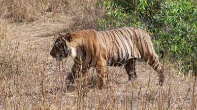 Uttarakhand’s Jim Corbett National Park may be renamed as Ramganga National Park