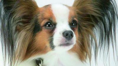 expensive dog collars diamond