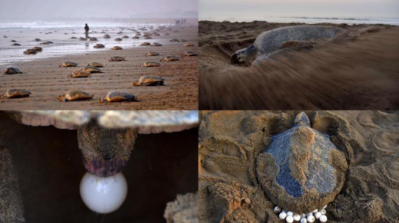 Olive Ridley turtles at Rushikulya beach for their annual nesting